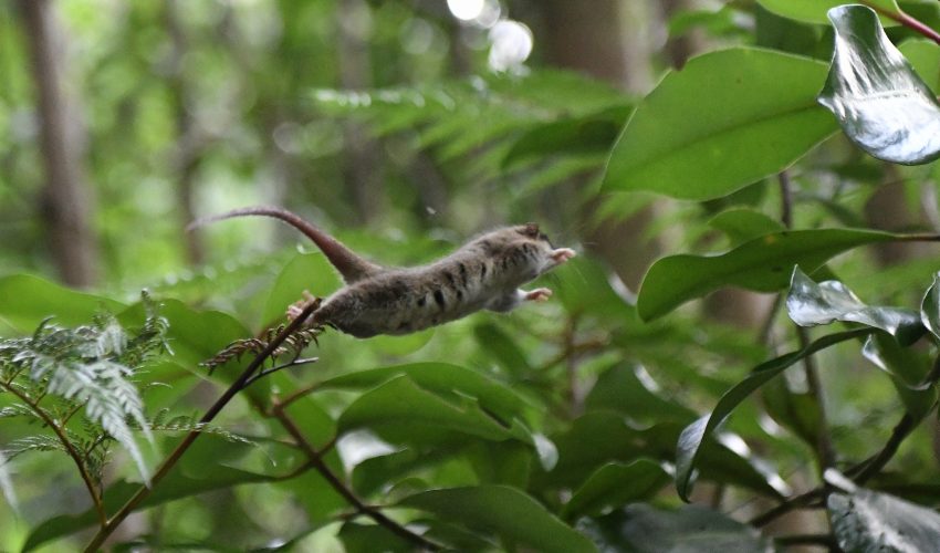 Forests with a Future: A New Paradigm in Landscape Restoration