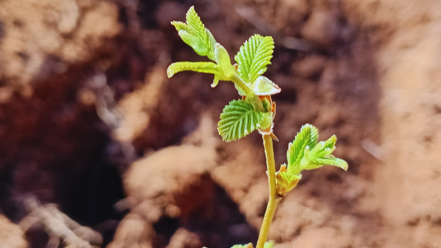 CONAF impulsa plantación de híbridos Roble-Raulí para la forestación productiva con especies nativas