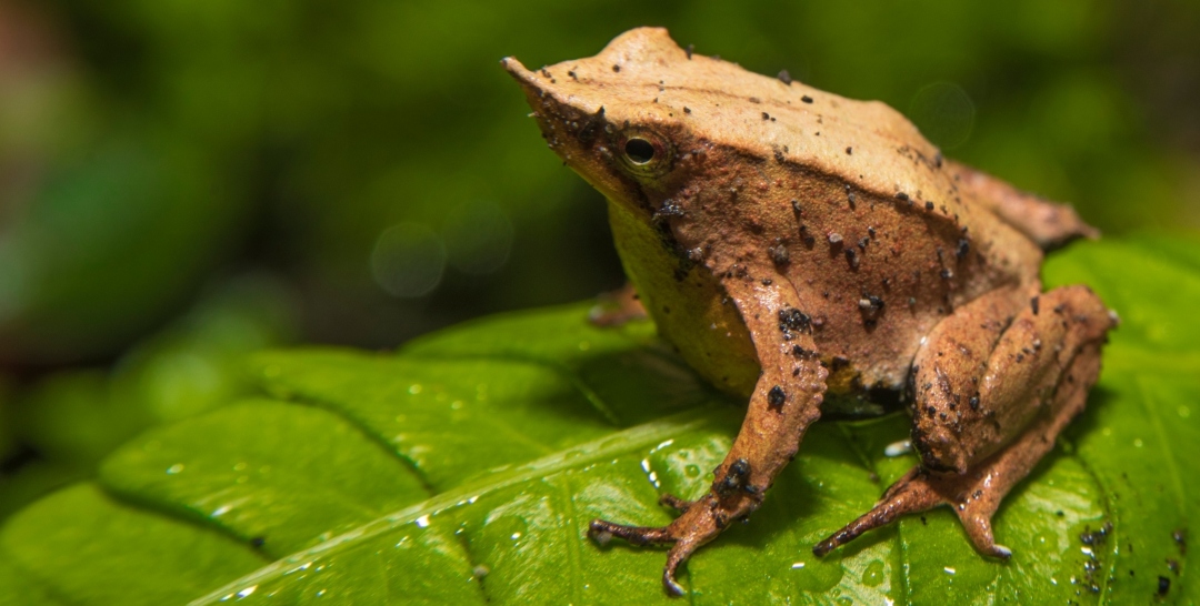 Publican plan nacional para proteger a las ranitas de Darwin en Chile