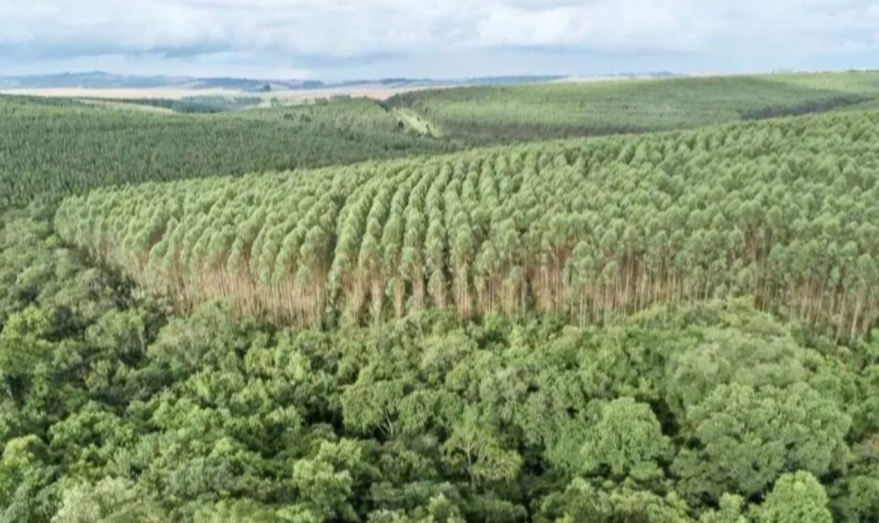 Angelini and Matte Groups to Invest US$3 Billion This Year in the Forestry Sector, with a Strong Focus on Brazil