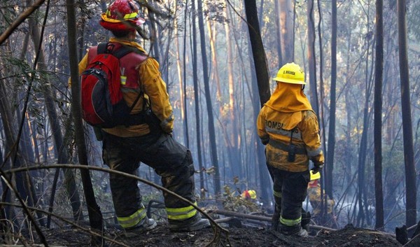 “13% fewer fires, but there is still a long way to go”: Assessment by the Regional Director of Conaf in Biobío