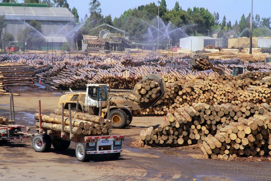 Crise no setor florestal: congressistas apresentam ideias para reativar a indústria em Biobío