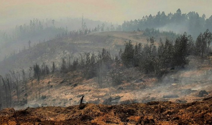 Native Trees to Protect New Catirai Park in Santa Juana from Forest Fires