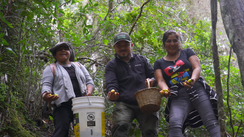 Preserving Genetic Heritage: A Priority for the Restoration of the Nahuelbuta Mountain Range