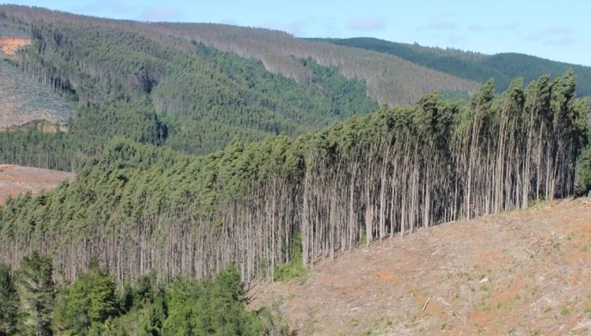 Araucanía: Authorities Assert Reduction in Forestry Plantations is Due to "Global Trend"