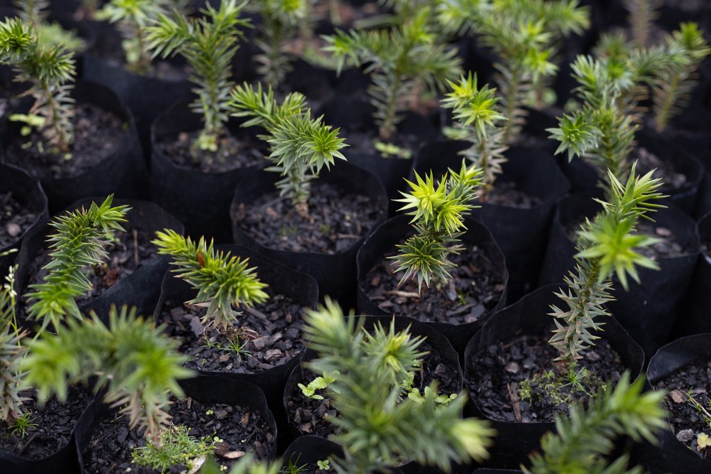 UdeC regalará árboles nativos en nueva conmemoración del Día del Ingeniero Forestal
