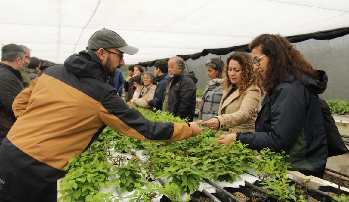 Project to develop hybrid raulí-oak trees concludes