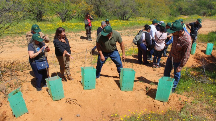 Neighbors Unite to Revive Forests: A Restoration Mission