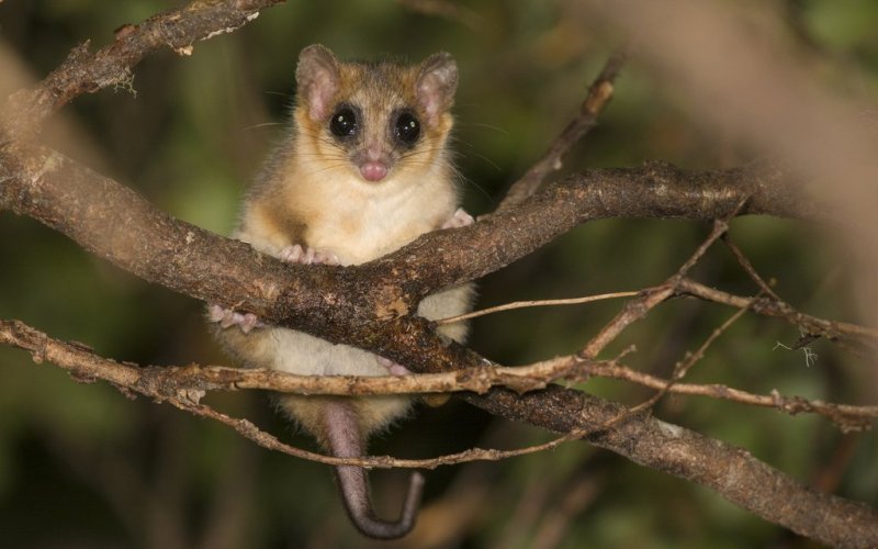 Confirman presencia del monito del monte en el Parque Nacional Queulat