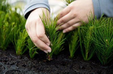 Difícil escenario para los contratistas forestales