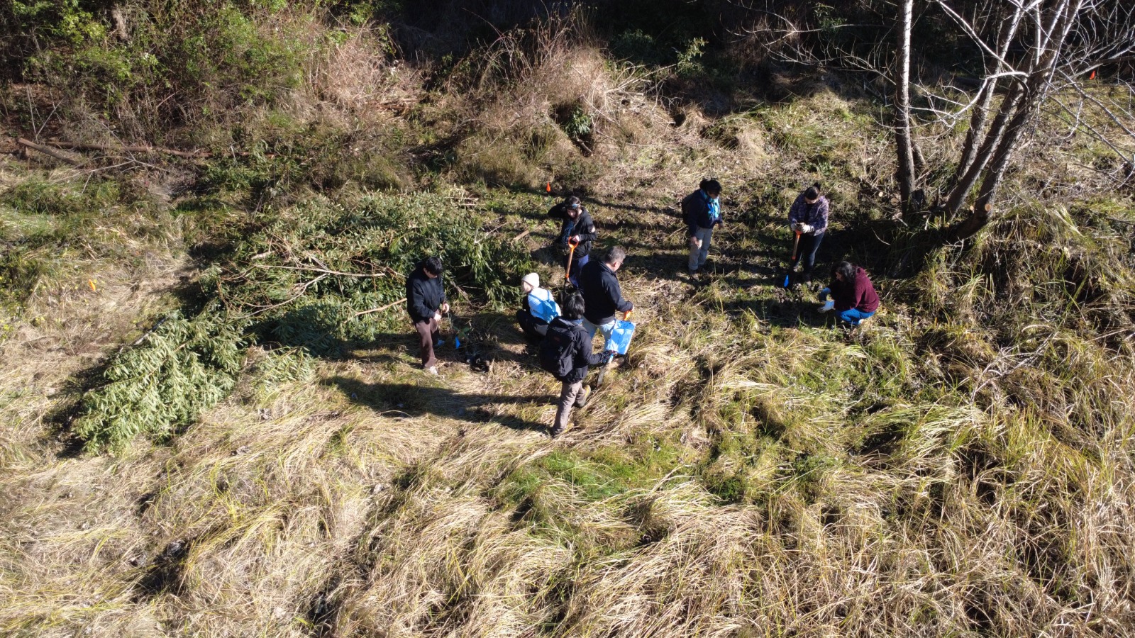 Trees Planted in San Pedro de la Paz and Penco to Strengthen Resilience Against Fires
