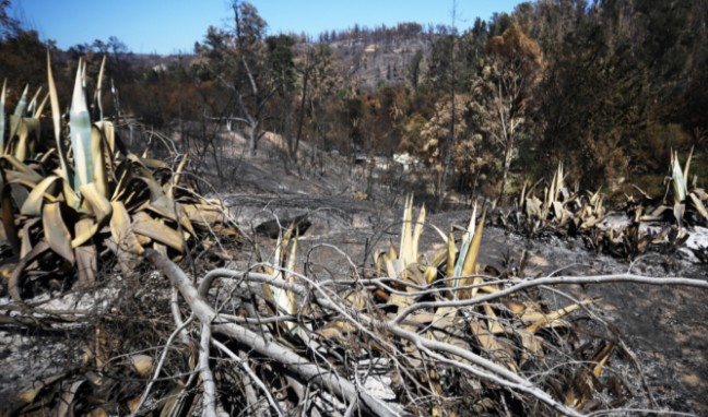 Over 300 Wildfires Have Affected La Araucanía Since the Start of the Season