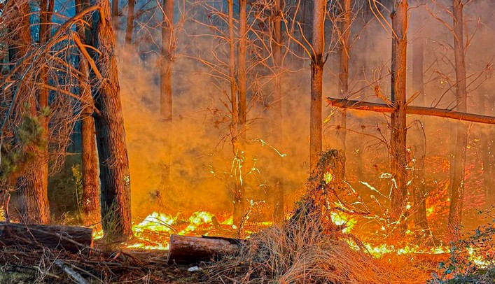 Four Arrested for Possible Involvement in Forest Fires: They Were Conducting Unauthorized Burns