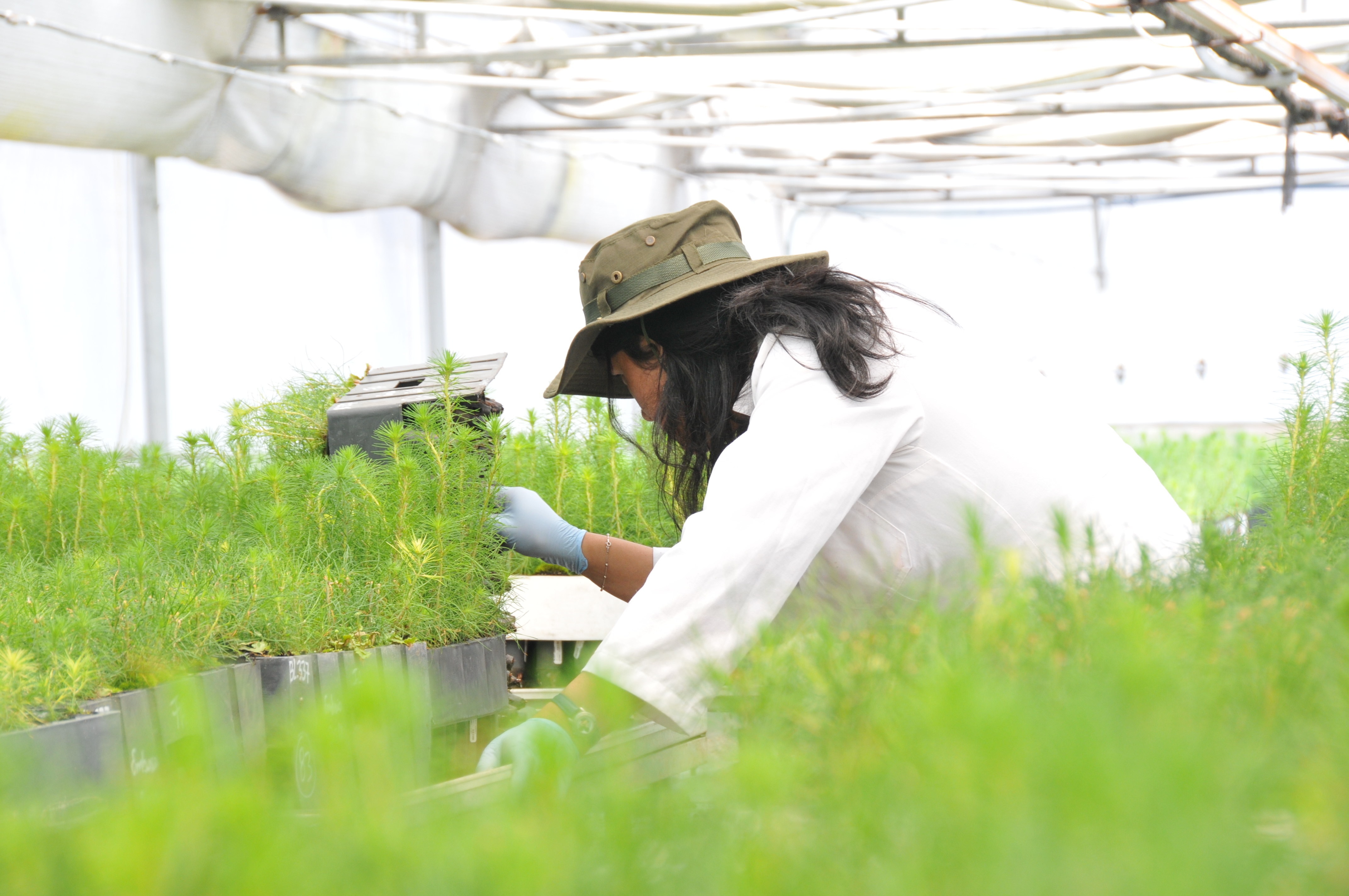 Expertos chilenos contribuyen a enfrentar crisis sanitaria del pino radiata en Europa