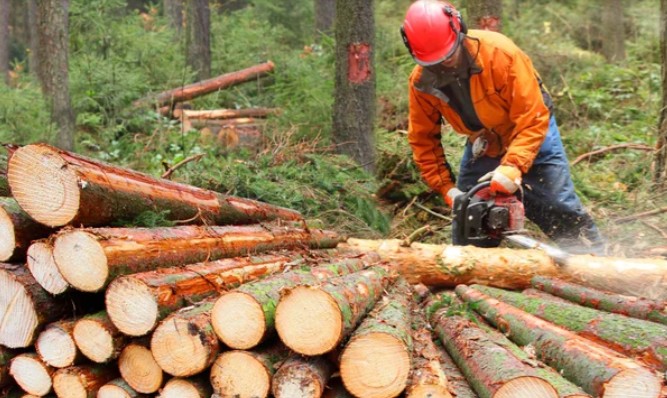 Forestry sector demands greater security to recover investment and face crisis in Biobío