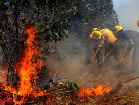 Rainy year generates caution for forest fires in La Araucania