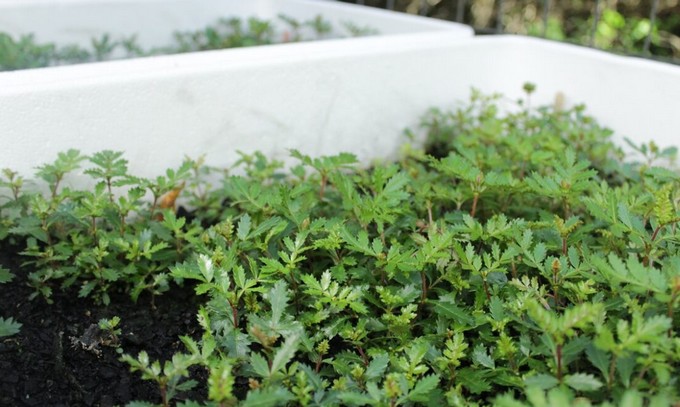 Project to Boost Tineo Growth Through Mycorrhizae for Restoration Actions