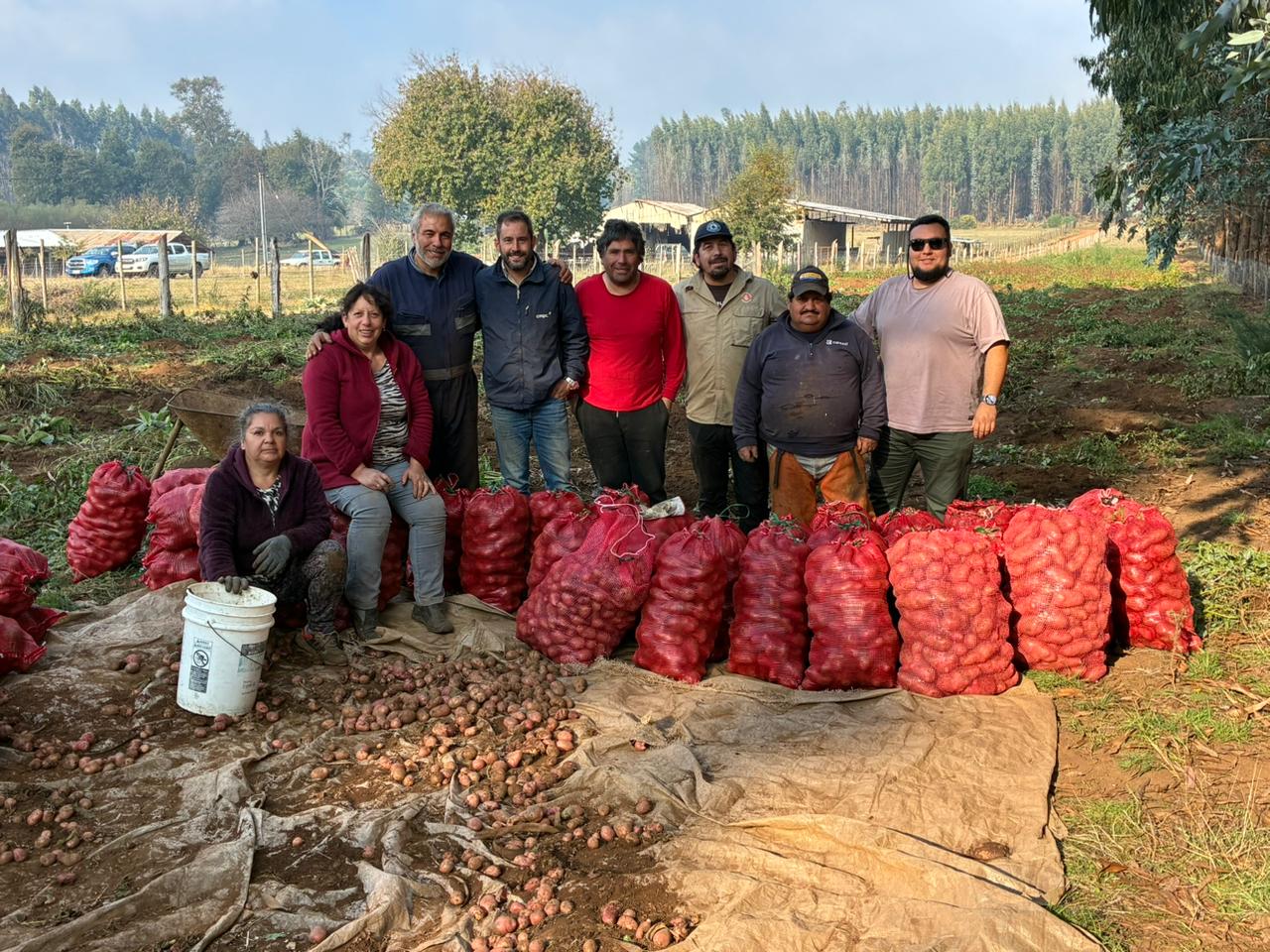 Firebreaks That Feed: The Potato Harvest Transforming Prevention into Development in La Araucanía
