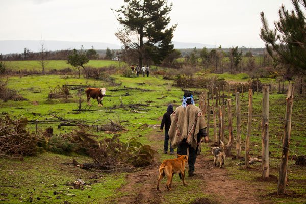 Acoforag: Possible reform to the Indigenous Law could reactivate production of 150 thousand hectares in the Macrozone South