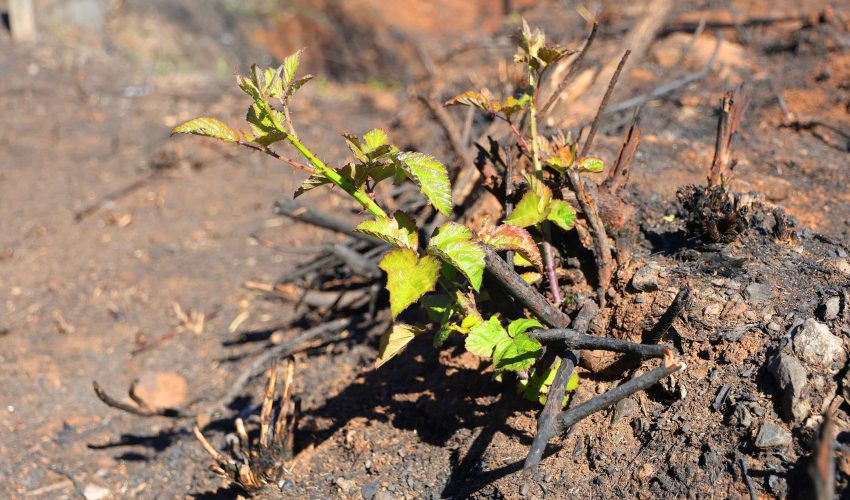 Recuperación tras incendios: restaurar la microbiota del suelo para la productividad y el bienestar