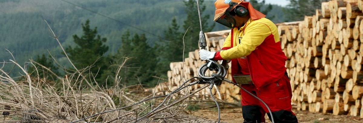 Contratistas forestales presentaron reclamación contra el Estado de Chile ante la OIT