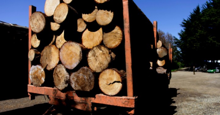 La Araucanía: Forestry Business Owners Seek Safety Measures for Their Workers