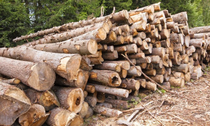 Aumentan condenas por robo de madera en Arauco tras cambio legal