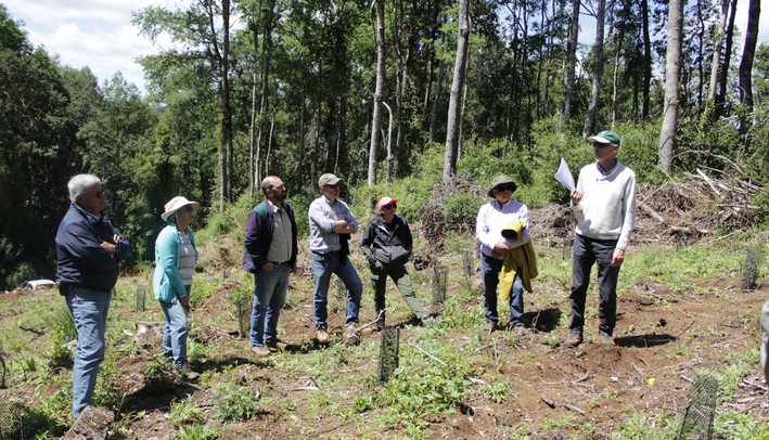 Hybrid Oak-Raulí Trees Generated to Diversify the Forestry Industry
