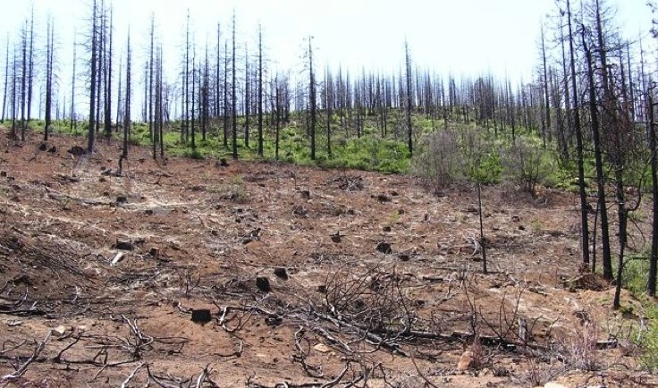 Gore Biobío destinará $12.800 millones en recuperación y prevención de incendios