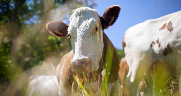 Essential Oils from the Valdivian Rainforest Could Contribute to Bovine Mastitis Management