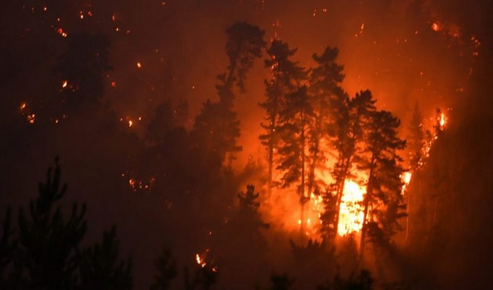 Prevención y manejo del combustible: claves ante el aumento de incendios forestales en Biobío