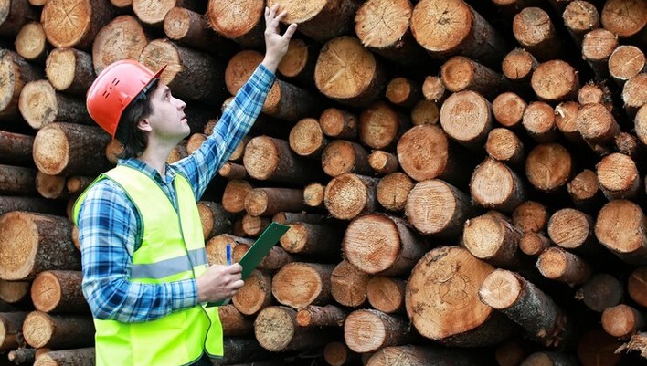 Congelados y maderas impulsan exportaciones de Ñuble en enero-julio