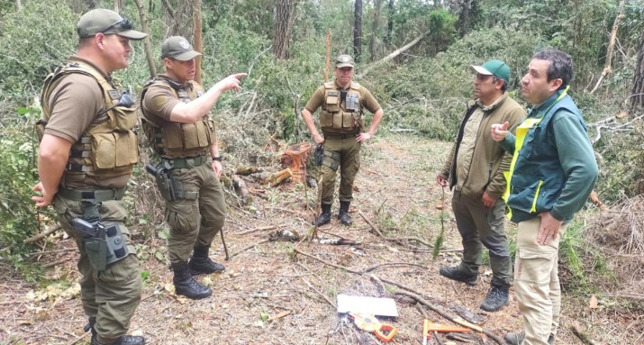 Presentan querella contra responsables de tala ilegal de árboles en el Parque Nacional Nonguén