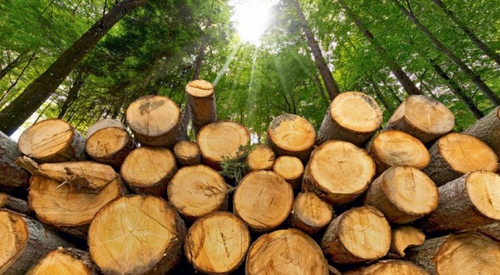 Orçamento 2026 inclui verbas para reflorestamento no setor madeireiro