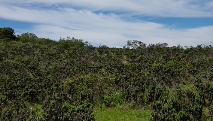 Estudio de CESAF destaca la alta variabilidad genética en especies clave del bosque esclerófilo