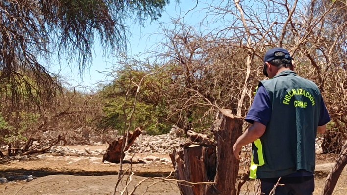 Conaf detecta tala ilegal en Reserva Pampa del Tamarugal