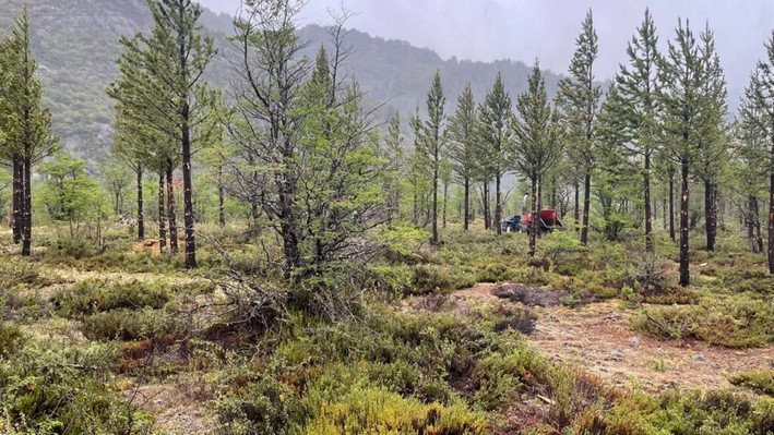 Siembra por Chile Aysén: Restauración de bosques nativos a gran escala