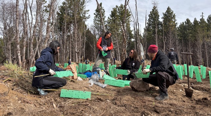 Fundação Reforestemos consolida mais de uma década restaurando a Patagônia chilena