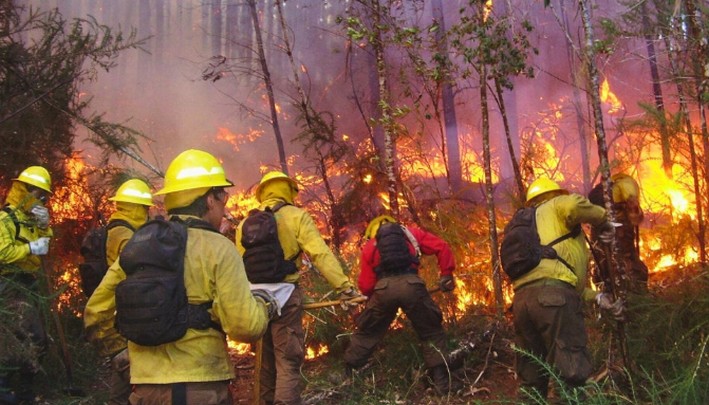 Incendios forestales aumentan un 117% en la provincia de Biobío: Los Ángeles lidera la ocurrencia