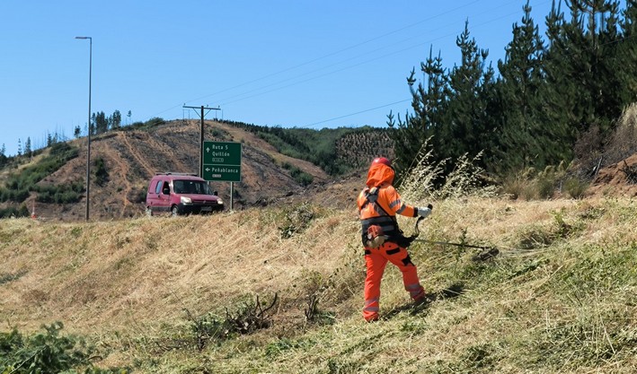 Ñuble se blinda contra el fuego con 394 km de cortafuegos para 2025-2026