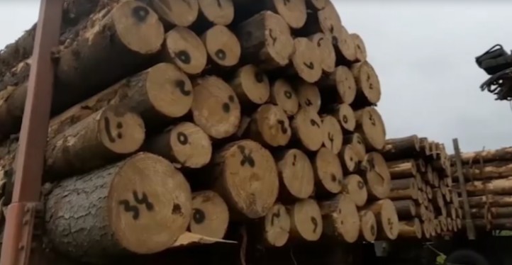 Acoforag: “Deve ser punido quem lucra com madeira roubada”