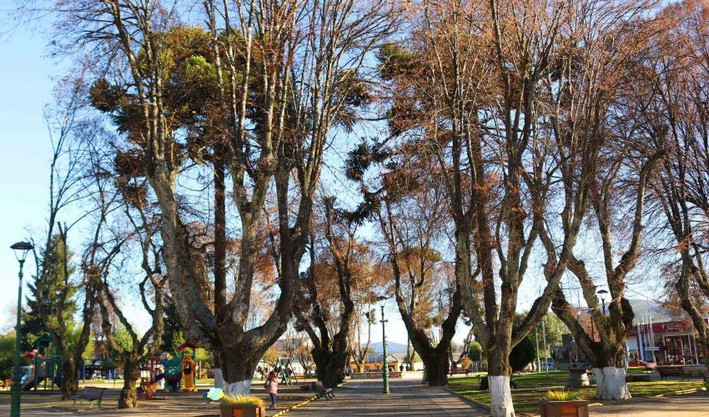 Estudo de arborização urbana: apenas 3 comunas da Grande Concepção cumprem índice recomendado pela OMS