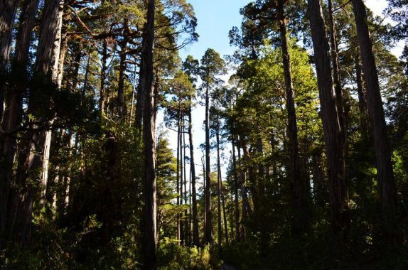 Incoherencia total: a 30 años del informe sobre bosque nativo del Banco Central