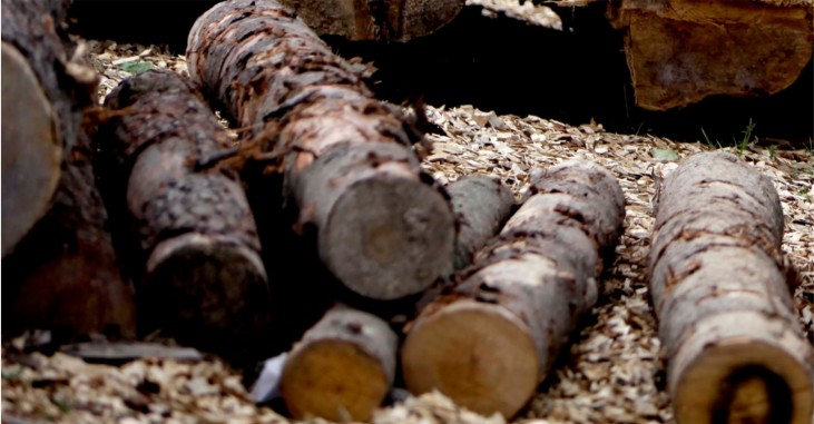 Fijan fecha para juicio contra 20 comuneros mapuche acusados de robo de madera en Panguipulli