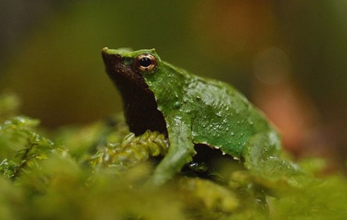 Descubren importante meta población de Ranita de Darwin en Villarrica