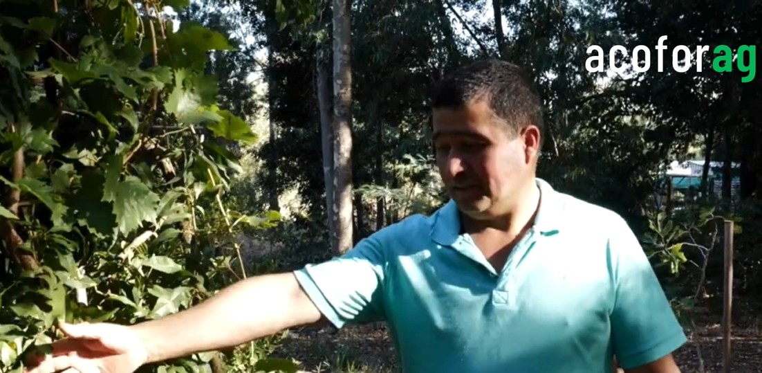 Apicultura e floresta: a história de uma família que vive em harmonia com a natureza no sul do Chile