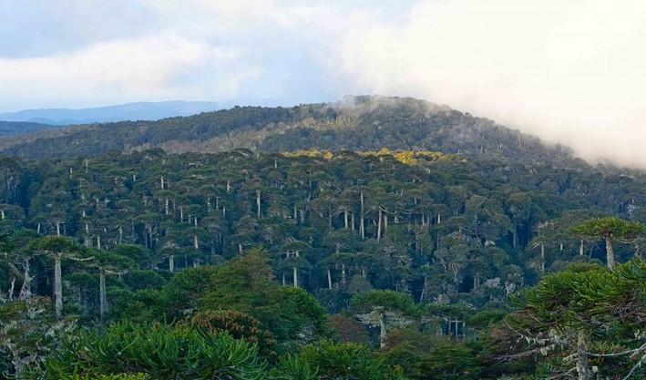 “Cerca del 17% de las araucarias presentes en Chile están en el Biobío”: experto en Ciencias Forestales