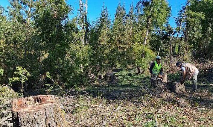 Tala ilegal de bosque nativo y robo de madera generan dos operativos en comunas de Ñuble
