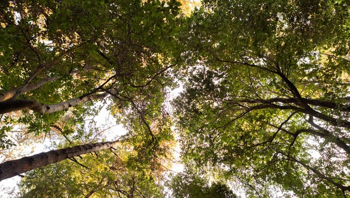 UdeC y Embajada de Finlandia Impulsan la Silvicultura Inteligente y Sostenible en Seminario Estratégico