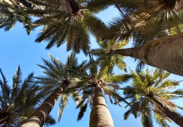 Chilean Palm Receives Maximum International Protection